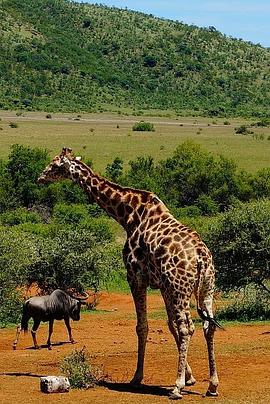 了不起的非洲公园(全集)